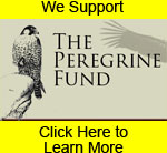 The Peregrine Fund